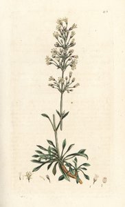 Silene otites