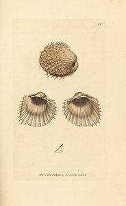 Cardio spinoso, Acanthocardia aculeata (Cardium spinosum) da James Sowerby