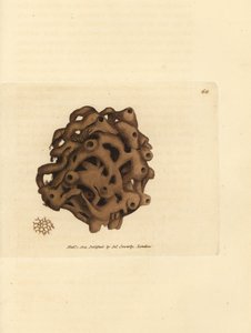 Spugna, Haliclona cinerea (Spugna cancellata, Spongia cancellata). Incisione a mano colorata da James Sowerby da The British Miscellany, o figure colorate di soggetti animali nuovi, rari o poco conosciuti. da James Sowerby