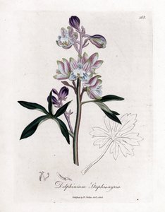 Staphisegar o erba con pidocchi o erba con gotta o uva selvatica - Delphinium staphisagria. Incisione a mano colorata su rame da un