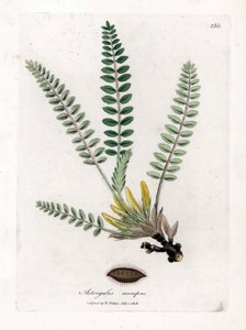 Astragalo senza stelo, Astragalus excapus. Incisione a mano colorata da un