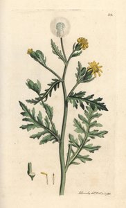 Senecio viscosus da James Sowerby