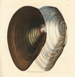 Cozza di fiume, Anodonta stagnalis. Incisione a mano colorata a rame di James Sowerby da The British Miscellany, o Figure colorate di soggetti animali nuovi, rari o poco conosciuti