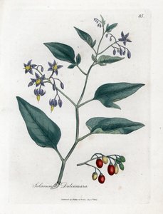 Dulcamara - Solanum dulcamara. Incisione a mano colorata da un