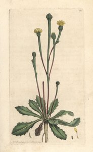Cicoria di Swin, Arnoseris minima da James Sowerby