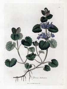Edera terrestre, Glechoma hederacea. Incisione a mano colorata da un