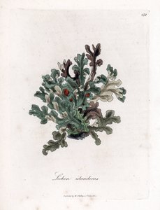 Lichene islandico - Lichen islandicus. Incisione a mano colorata da un