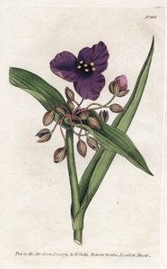 Tradescantia da James Sowerby