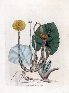 Tussilago - Tussilago farfara. Incisione a mano colorata su rame da un