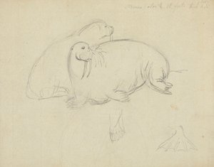 Due trichechi con dettaglio delle pinne da James Sowerby