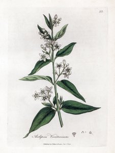 Asclepias vincetoxicum. Incisione a mano colorata su rame da un