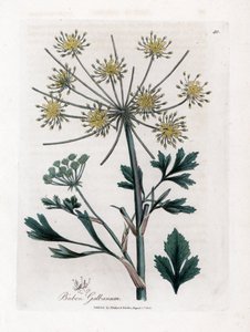 Varietà di ombrellifere che producono resina - Bubon galbanum. Incisione a mano colorata da un