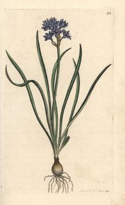 Scilla verna da James Sowerby