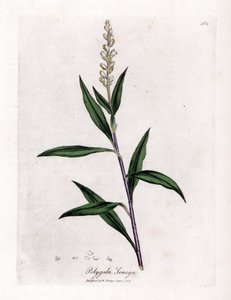 Poligala virginiana - Polygala senega da James Sowerby