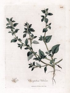 Chenopodium vulvaria da James Sowerby