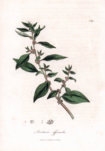 Wall pellitory, Parietaria officinalis da James Sowerby