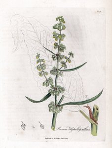 Romice acquatico, Rumex hydrolapathum. Incisione a mano colorata da un