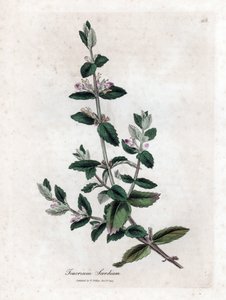 Scordio acquatico - Teucrium scordium. Incisione a mano colorata da un