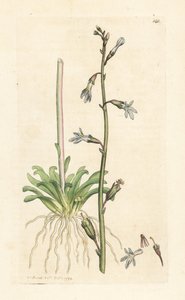 Lobelia d