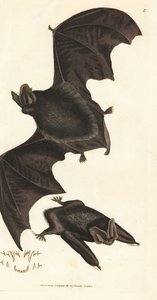 Pipistrello barbastello occidentale, Barbastella barbastellus barbastellus. Incisione a mano colorata a rame di James Sowerby da The British Miscellany, o Figure colorate di soggetti animali nuovi, rari o poco conosciuti