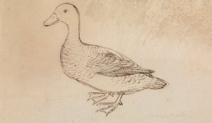 Anatra Fischiante dal Viso Bianco da James Sowerby
