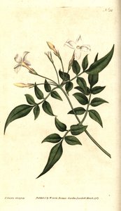 Gelsomino bianco (o Gelsomino officinale) da James Sowerby