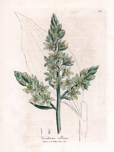 Veratro bianco - Veratrum album. Incisione a mano colorata su rame da un