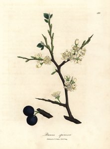 Fiori bianchi e bacche blu del prugnolo Prunus spinosa da James Sowerby