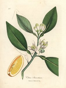 Fiore bianco e segmento di frutto maturo dell