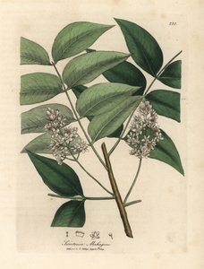 Albero di mogano a fiori bianchi Swietenia mahogani