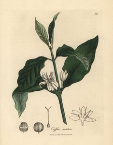 Fiore bianco, foglie e fagiolo della pianta del caffè, Coffea arabica da James Sowerby