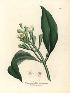 Albero di spezie di chiodi di garofano a fiori bianchi, Caryophyllus aromaticus da James Sowerby