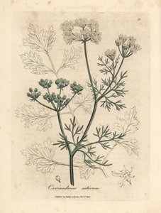 Coriandolo a fiori bianchi, Coriandrum sativum da James Sowerby