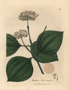 Noce velenosa a fiori bianchi Strychnos nux vomica da James Sowerby