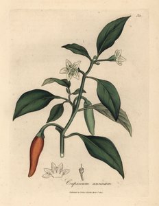 Peperone rosso a fiori bianchi, Capsicum annuum da James Sowerby