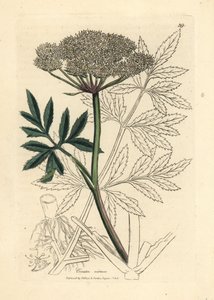 Cicuta virosa a fiori bianchi da James Sowerby