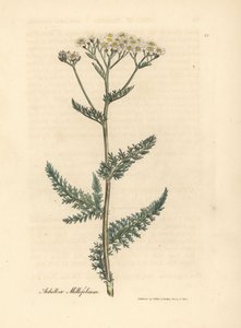 Achillea millefoglie a fiori bianchi, Achillea millefolium da James Sowerby