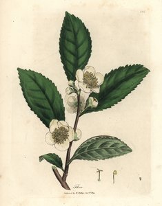 Fiori bianchi e foglie di tè verde, Thea bohea, Camellia sinensis da James Sowerby