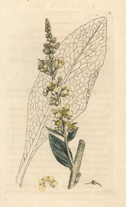 Verbasco bianco, Verbasum lychnitis. Incisione a mano colorata da un