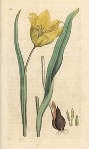 Tulipa sylvestris. Incisione a mano colorata su rame da un