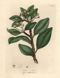 Albero della corteccia di Winter, Wintera aromatica, Drimys winteri da James Sowerby