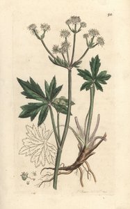 Sanicula europaea. Incisione a mano colorata su rame da un