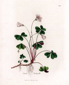 Acetosella dei boschi - Oxalis acetosella. Incisione a mano colorata su rame da un