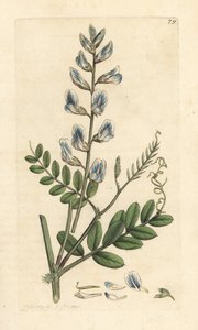 Veccia dei boschi, Vicia sylvatica da James Sowerby