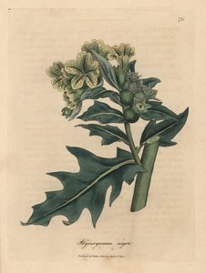 Giusquiamo nero a fiori gialli Hyoscyamus niger da James Sowerby