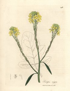 Senape nera a fiori gialli, Sinapis nigra da James Sowerby