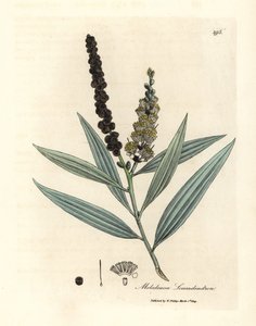 Albero di cajeput a fiori gialli, Melaleuca leucadendron