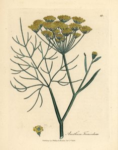 Finocchio a fiori gialli, Anethum foeniculum