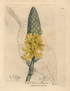 Verbascum a fiori gialli, Verbascum thapsus