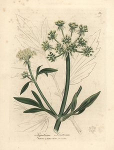 Levistico a fiori gialli, Ligusticum levisticum da James Sowerby